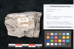 Foto (Objekt + Etikett) von Calamites sp.  (NHMW-GEO-2024-0188-11001)